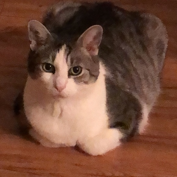 zoiexo